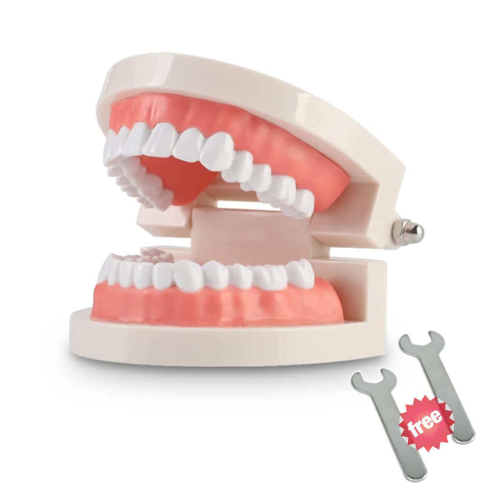 thumbnail interactive-video image 1 of Standard Adult Dental Teeth Model – Typodont For Teaching & Study (1pc) 1 of 2