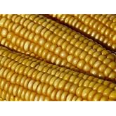 1280 Trucker's Favorite Yellow Dent Corn Seeds for Planting 1 Pound of Seeds Heirloom Non GMO Garden Vegetable Bulk Survival Hominy Wildlife Food Plot