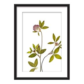 Lovely Botanical With Pink Flowers - Framed Print