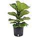 Costa Farms Ficus Lyrata Fiddle Leaf Fig Tree, Live Indoor Plant, Grower's Pot, 20 to 24-Inches Tall primary