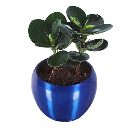 GrowKaro Air Purifying Live Ficus Compacta Plant With Blue metal Pot (Indoor Plant)