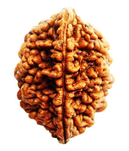 Wonder Care Original Himalayan Rudraksha Loose Bead Rudraksha Mala Natural Rudra Religious Rosary Beads Japa Mala Rudraksha for Men and Women