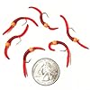 Trout-Nymph-Fly-San-Juan-Worm-Power-Bead-12-Dozen-Orange-Bead-Red-V-Rib-10-Set-of-6-Nymph-Wet-Flies