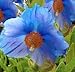 250+ Himalayan Blue Dutch Poppy Seeds / Currently Buy One Get One Free/