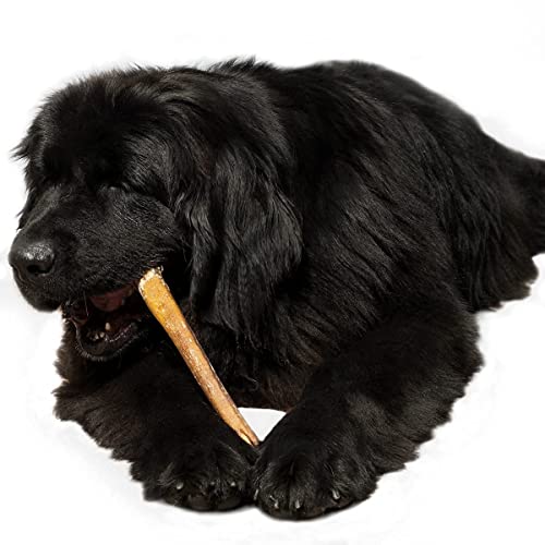 SITKA Farms Premium Bully Sticks XL 12 inch Natural and Long Lasting