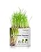 Pet Greens Pet Grass Organic Wheatgrass Self Grow Kit, Contains Soil Mixture and Seed Packet
