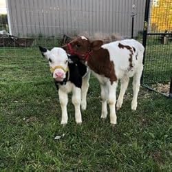 Cattle Halter Newborn Calf Yearling Cow Bull
