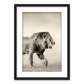 Framed Male Lion in Black White Black Picture...