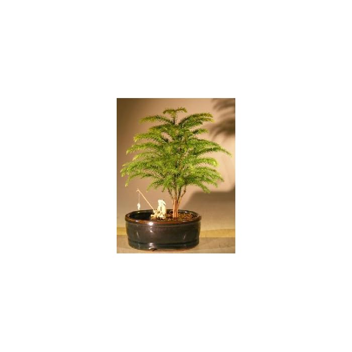 Buy Norfolk Island Pine Bonsai Tree Land Water Container Small Online At Desertcart Malta