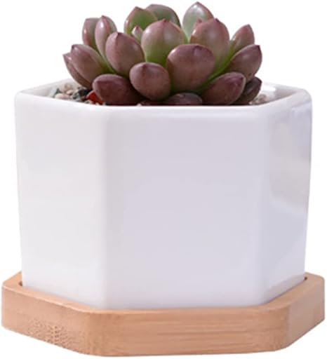 Amazon 植木鉢 多肉植物鉢 サボテン鉢 陶器鉢 白 プランター 容器 底穴付き 竹トレー付き シンプルデザイン 底穴ある 植物なし E Diy 工具 ガーデン
