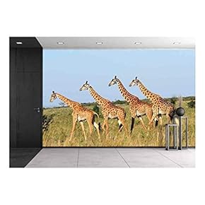 Group of Giraffes in The Masai Mara Reserve (Kenya) - Removable Wall Mural | Self-Adhesive Large Wallpaper - 66x96 inches