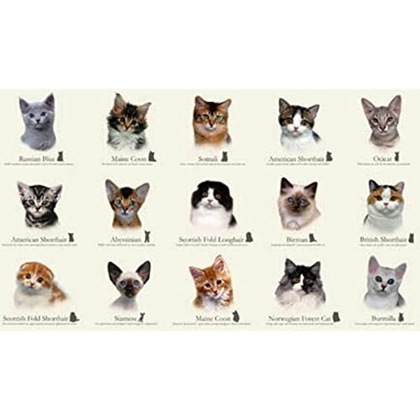 Amazon Com Cat Fabric Cat Breeds Panel 100 Cotton
