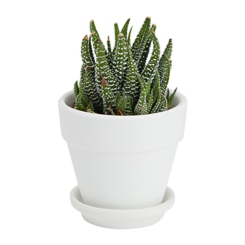 12 Pack Mini Terracotta Pots with Saucers for Succulents, Plants