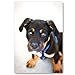 PUPPIES postcard set of 20 postcards. Puppy post card variety pack. Made in USA.