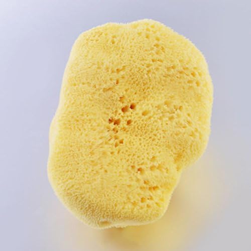 Natural Sponge, 6.8 to 7.4 Inch Aegean Sea Sponge, Beehive Sponge