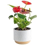 Costa Farms Anthurium, Live Indoor House Plant with