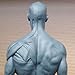 Aphrodite US Stock New Human Anatomical Anatomy Skull Head Body Model Muscle Bone (30cm) Height by Oubo