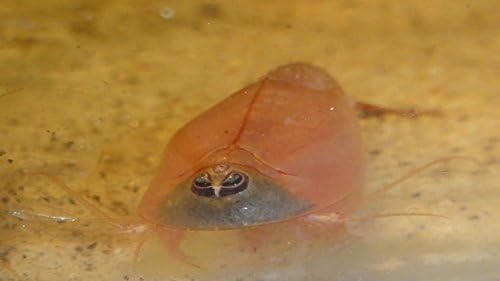Triops King Triops Red Longicaudatus breeding approach with 1000 Tadpole Shrimp Eggs - Breed your own red albino Tadpole Shrimp at home