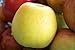 Yellow Delicious Delicious Apple Tree - Semi-Dwarf - Healthy Established - One Gallon Pot 1 each by Growers Solution