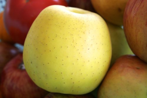 Yellow Delicious Delicious Apple Tree - Semi-Dwarf - Healthy Established - One Gallon Pot 1 each by Growers Solution Yellow Delicious Delicious Apple Tree - Semi-Dwarf - Healthy Established - One Gallon Pot 1 each by Growers Solution