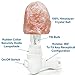 Himalayan Rock Salt Lamp Night Light Natural Hand Carved Pure Authentic Pink Salt Crystals from Pakistan use in Bedroom Family Room Hallway Office by My Perfect Nights (2 Pack)