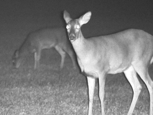 Bushnell-Equinox-Z-Digital-Night-Vision-Monocular