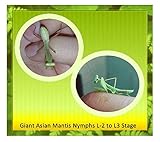 Insectsales.com Live Giant Asian Praying Mantis Nymph (Fun & Educational) ... (2 - Day/Ice Pack)