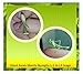 Insectsales.com Live Giant Asian Praying Mantis Nymph (Fun & Educational) ... (2 - Day/Ice Pack)