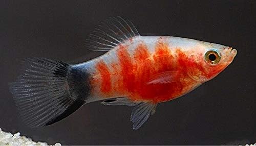 タイガープラティー サイズ Smサイズ 匹 Pasadenahc Com