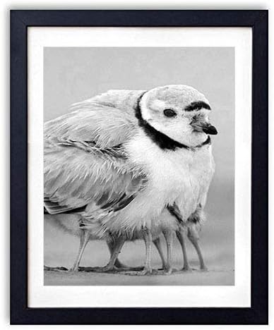 Amazon Co Jp 木製フォトフレーム 写真フレーム 木製の枠 40cmx60cm 鳥の家族のひよこ 白黒の装飾画 壁掛け 壁飾り 壁ポスター おしゃれ ウォールアート アートパネル 壁の絵 インテリア絵画 額縁 部屋飾り 黒額縁が飾っている 壁画 ホーム キッチン