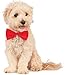 Rubie's Red Pet Bowtie, Large/X-Large
