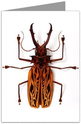 Macrodontia Bug Note Card set by Hooke Photo