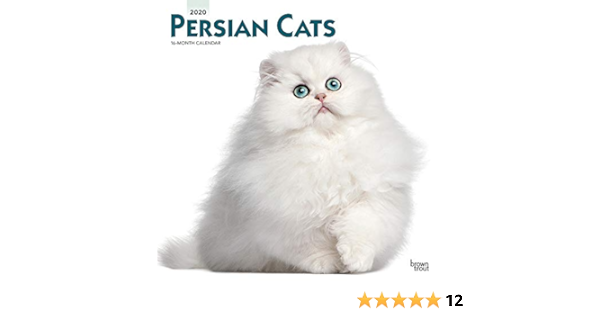 a persian cat