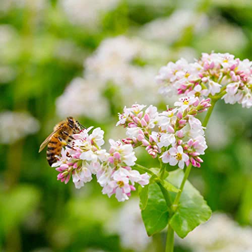Outsidepride Buckwheat Cover Crop, Grain, Bee Pasture, Pollinator