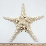 PEPPERLONELY Natural Knobby Armored Starfish, Size Various, 8 Inch ~ 10 Inch