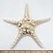 PEPPERLONELY Natural Knobby Armored Starfish, Size Various, 8 Inch ~ 10 Inch