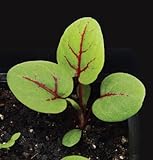 David's Garden Seeds Leafy Greens Sorrel Red Veined D2827 (Green) 500 Open Pollinated Seeds
