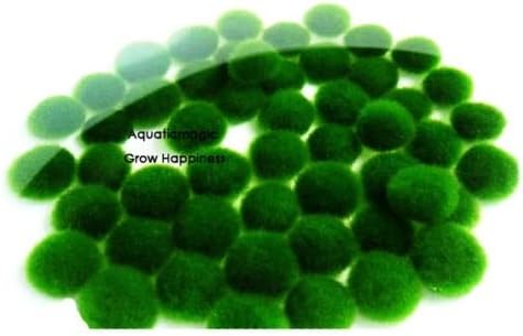 Marimo Moss Ball-live aquarium plant decoration ornament java fish tank 6 Pcs /Size 0.5 inch