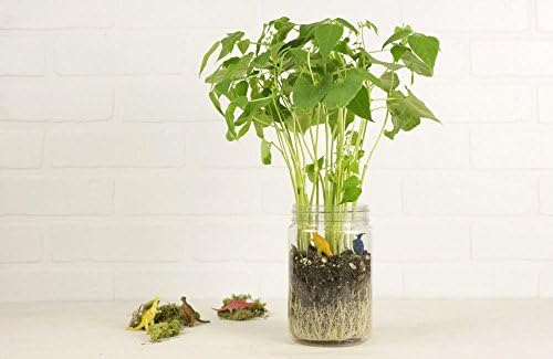 MakersKit Dinosaur Greenhouse Terrarium