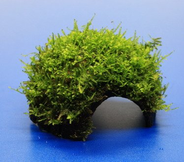 WFW wasserflora Moos-Höhle/Coco Shell - Kokosnuss mit Javamoos bewachsen