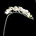 1 Piece Simulation Butterfly Orchid Artificial Flower Plant Home Decoration White