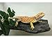 MagNaturals 37092 Rock Ledge, Medium, Granite
