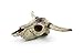 Leoyoubei Aquarium Shape beautification Decoration, Fish Turtle Hidden, Bonsai beautification. Shrimps & Snails Love Them. (Cattle Skull)thumb 4