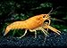 Aquatic Arts 1 Juvenile Neon Red Crayfish | Live Freshwater Aquarium Lobster/Crawfish/Crawdad/Real Living Fish Tank Pet