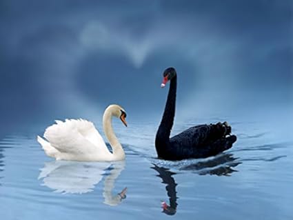 Animal Cartes Postales Animaux En Allemagne Inegale Amour Noire Et Blanche De Cygne Avec Cœur Amazon Fr Fournitures De Bureau