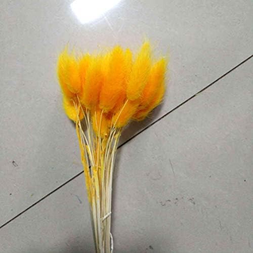 WEISY 30PCS Natural Rabbit Tail Grass Dried Household Flower Decorations Festive Party Supplies