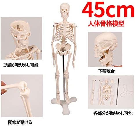人体骨格模型 全身 骨格標本 直立 スタンド 教材 45cm 1 4モデル 初心者向け B07wmrmxx8 1 640円 大人気 New Arrival 最安値挑戦 年中無休 高品質 通販