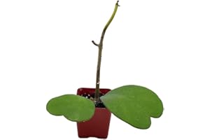 BubbleBlooms Hoya Kerrii Hearts On The Vine, with at Least 2+ Hearts, Vining Plant in a 2 inch Pot Well Rooted