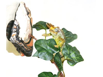 Magnaturals 37101 Jungle Vine Bridge