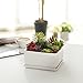 MyGift Modern White Ceramic Square Indoor Small Planter, Flower Succulent Plant Pot with Drainage Hole and Removable Drip Tray